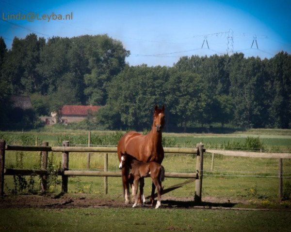 horse Muziek Toon (KWPN (Royal Dutch Sporthorse), 2017, from Chapeau TN)