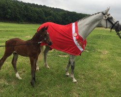 horse Flechtmerhof's Caju (Westphalian, 2017, from Cornet Obolensky)