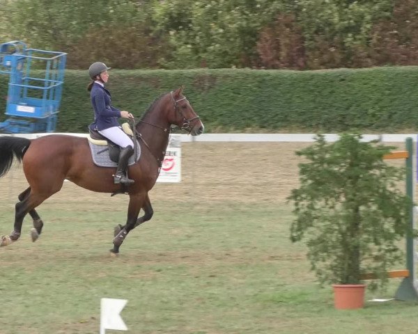 Reitturnier Nußdorf 2018