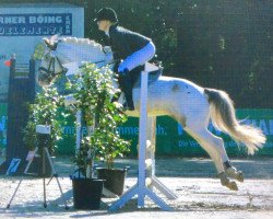 jumper Hanneke 4 (Appaloosa, 2011)