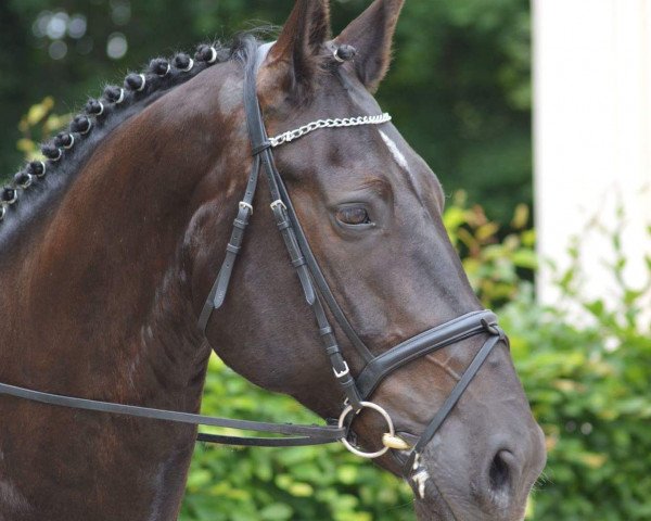 dressage horse Giorgio Armani 14 (Sachs-door. Heavy Warmbl., 2004, from Gerling)