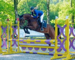 jumper Ice D'Amour (Oldenburg show jumper, 2013, from Iceman de Muze)