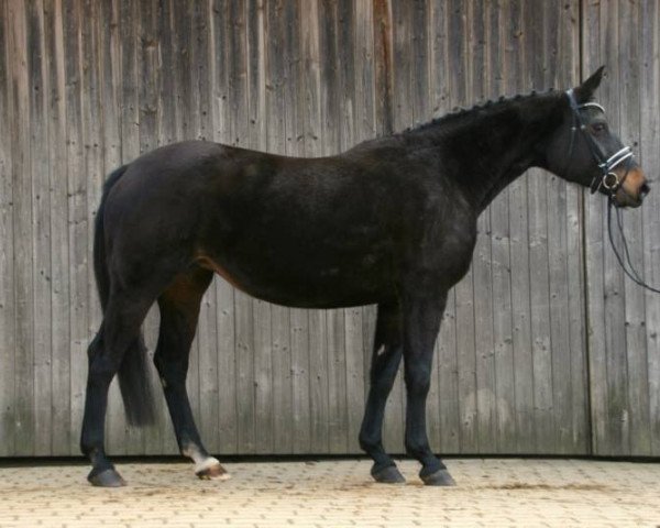 Fattrice Rhapsodie (Bayer, 2004, di Florestan I)