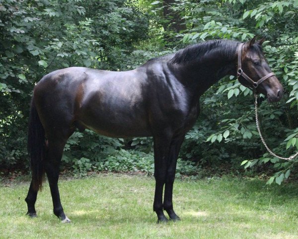 stallion Theodor (Oldenburg, 2015, from Tomahawk)