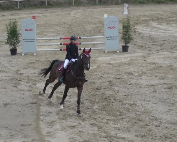 Reitturnier Köln-Leverkusen 2018