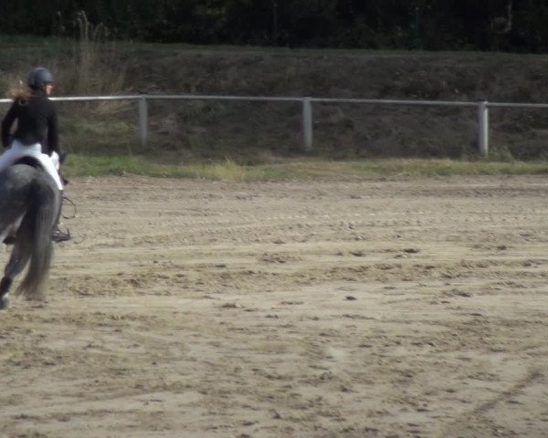 Reitturnier Köln-Leverkusen 2018