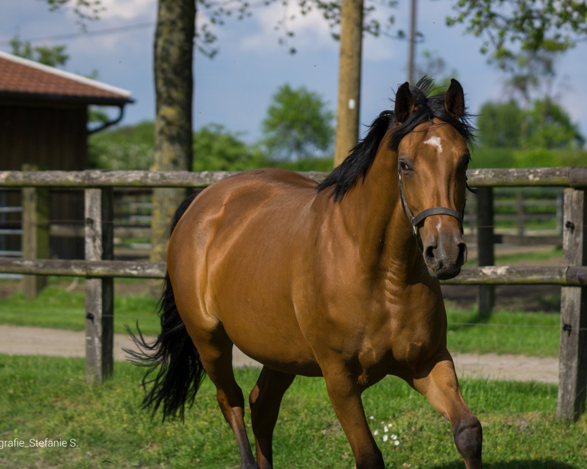 Zuchtstute Charlene (Oldenburger, 2011, von Chacco-Blue)