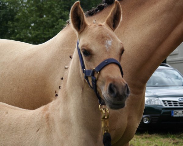 Dressurpferd Doraja 8 (Deutsches Reitpony, 2014, von Dimension AT NRW)