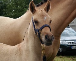 Dressurpferd Doraja 8 (Deutsches Reitpony, 2014, von Dimension AT NRW)
