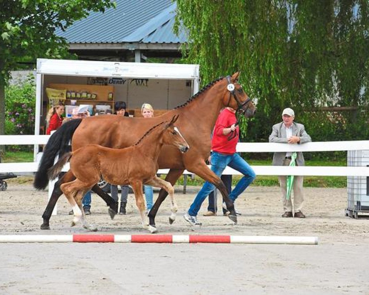 Zuchtstute Alizée (Westfale, 2017, von Aganix du Seigneur)