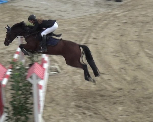 Reitturnier Köln-Leverkusen 2018