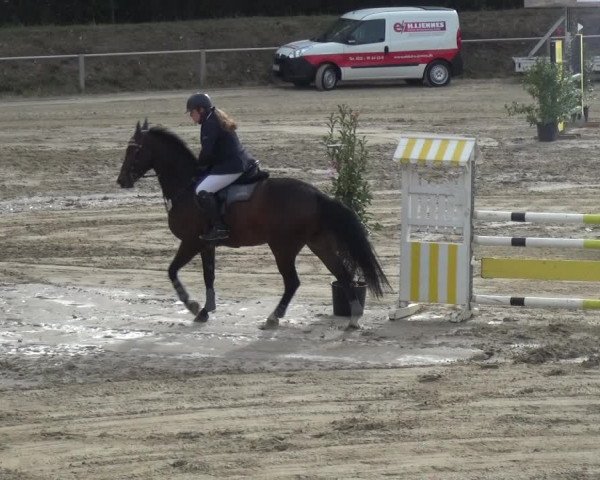 Reitturnier Köln-Leverkusen 2018