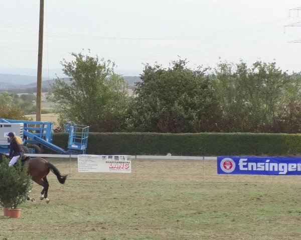 Reitturnier Nußdorf 2018