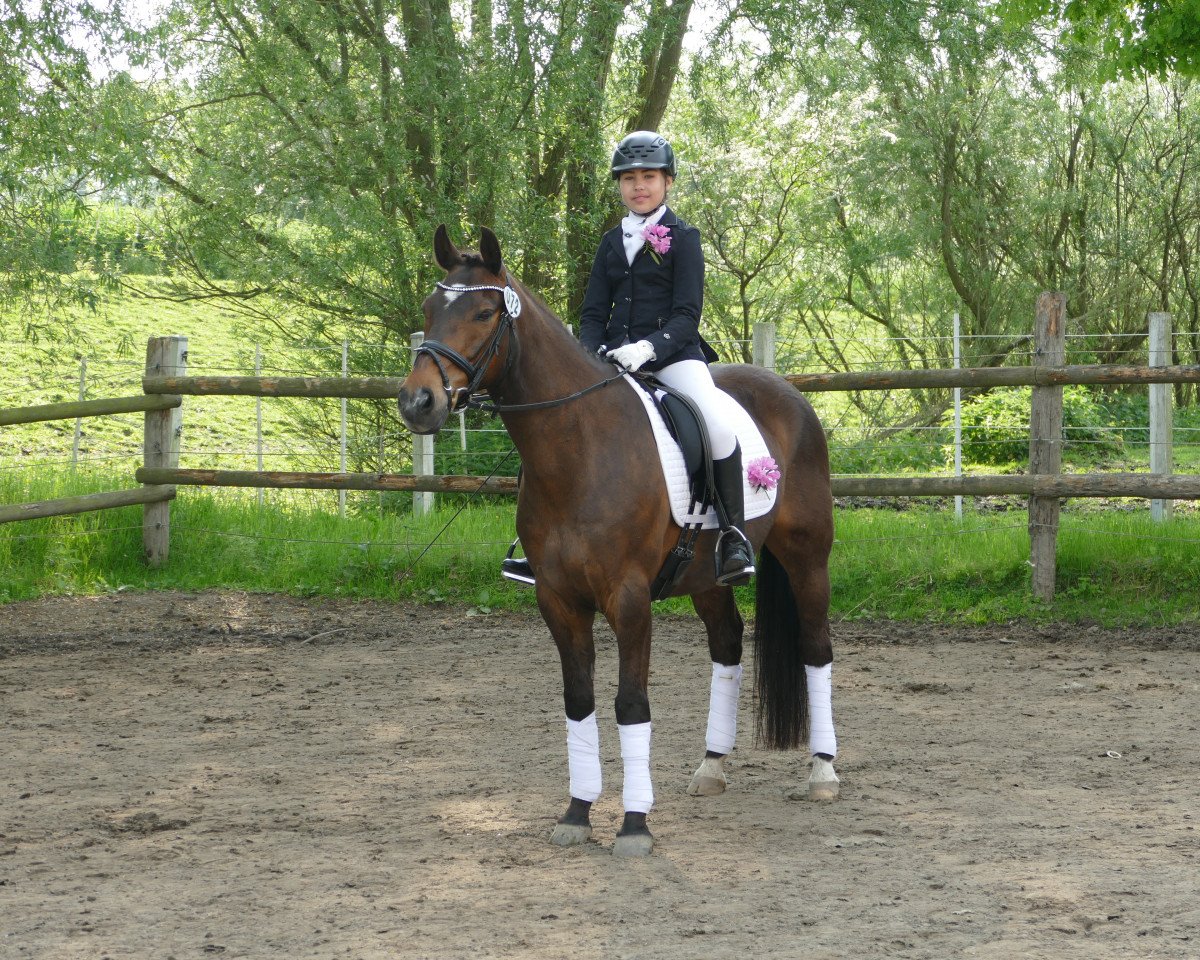 Dressage horse Murphy (German Riding Pony, 2001, from Anydale Martien)