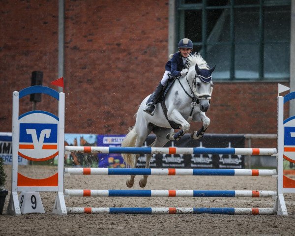 broodmare Dextra 4 (German Riding Pony, 2012, from Dexter Leam Pondi)