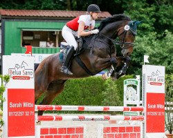 dressage horse Chocolate Chip 8 (Westphalian, 2010, from Christ)