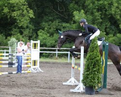 dressage horse Chev Chelios (Hanoverian, 2010, from Clinton I)