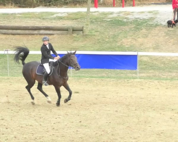 Reitturnier Nußdorf 2018