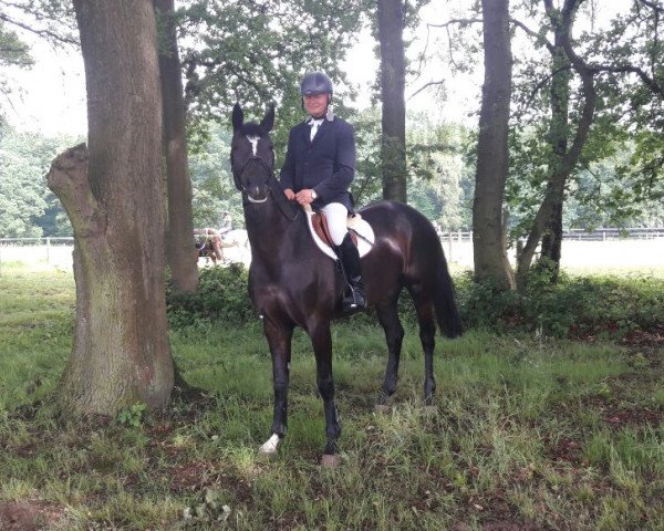 broodmare Atina 28 (Westphalian, 2010, from Christiano)