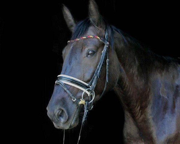 broodmare Comtess Casablanca (Holsteiner, 2010, from Classe VDL)