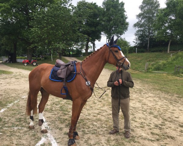 Zuchtstute Camilla (Westfale, 2012, von Camax L)