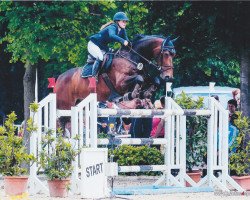 jumper PB Just Whisper (Australian Wamblood, 2002, from Cooperit)