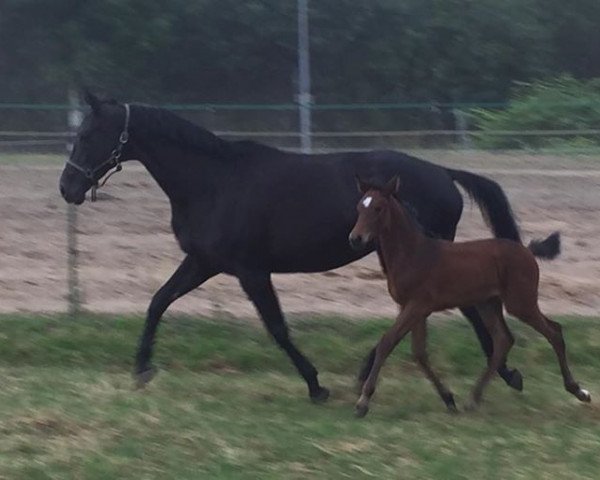broodmare Universa II (Trakehner, 2004, from Summertime)