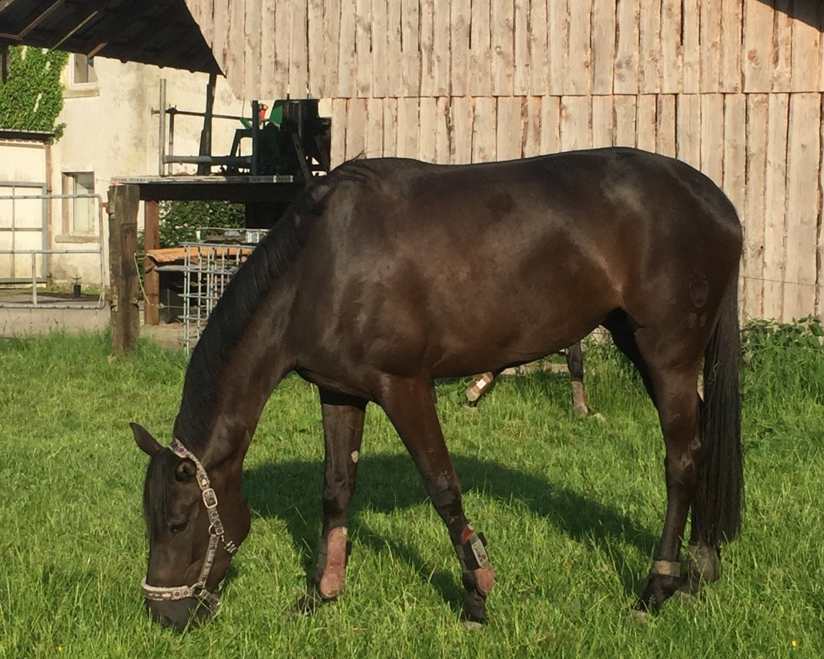 Zuchtstute Durga (Edles Warmblut, 2014, von Don Frederic 3)