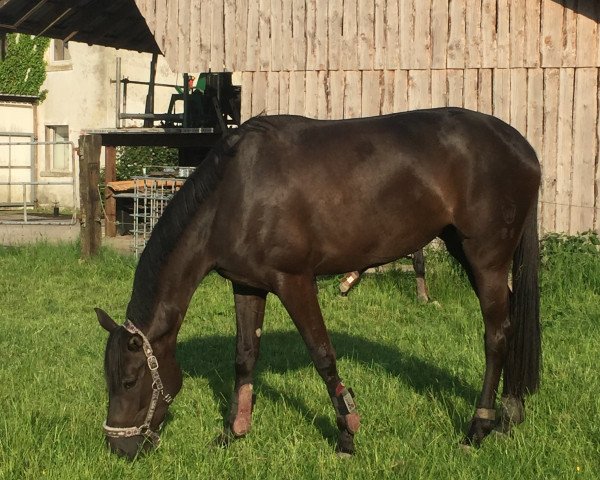 Zuchtstute Durga (Edles Warmblut, 2014, von Don Frederic 3)
