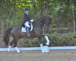 dressage horse Ready to dance 9 (Westphalian, 2008, from Rapolino)