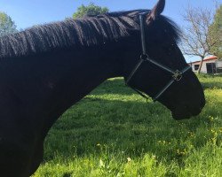 dressage horse Vince WHM (Oldenburg show jumper, 2012, from Valeron)