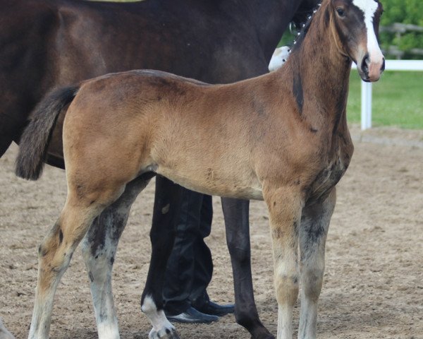 horse Sopresso B (Oldenburg, 2013, from Serano Gold)