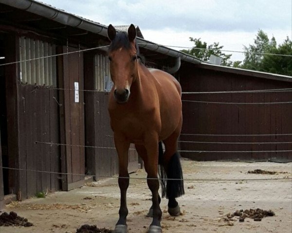 horse Hamilten (Trakehner, 2012, from Syriano)