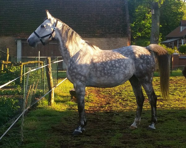 horse Poezja (Polish Warmblood, 2006)