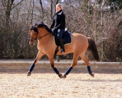 horse Lukas 328 (unknown, 1996)