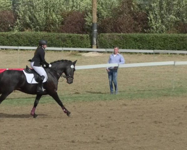 Reitturnier Nußdorf 2018