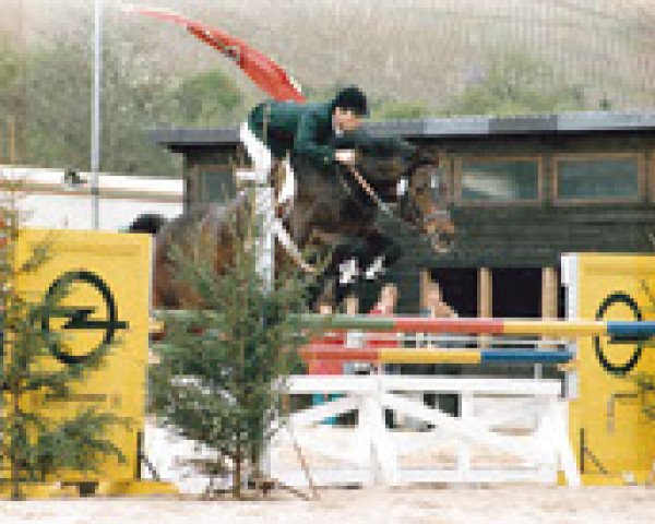 horse Lord Halifax (Holsteiner, 1977, from Lester)