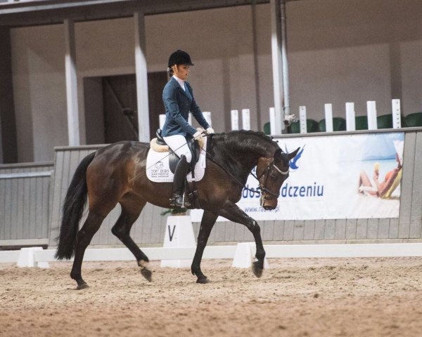 broodmare Donna Giulietta (polish noble half-breed, 2011, from Turkus)