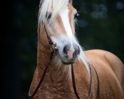 dressage horse Amadin (1,61% ox) (Westphalian, 2010, from Air Force)