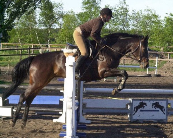 broodmare Djambalaya (Hanoverian, 2002, from Don Frederico)