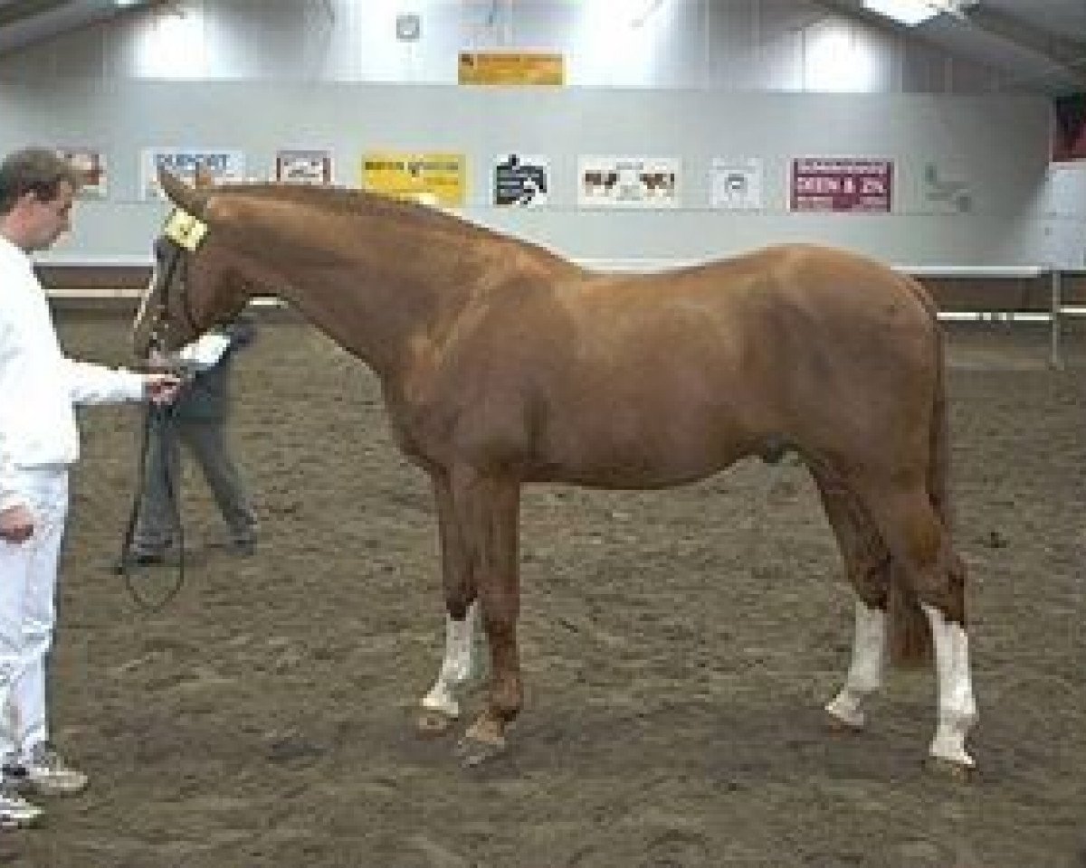 stallion Fatal Z (Oldenburg, 1984, from Furioso Z)