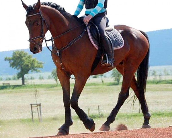 dressage horse Stefan (Saxony-Anhaltiner, 1999, from Severus xx)