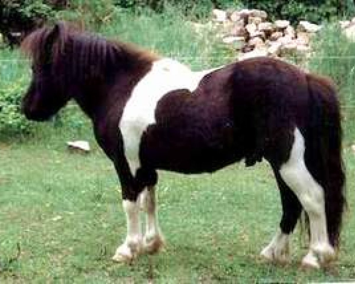 Deckhengst Borax v. Silbersee (Shetland Pony (unter 87 cm), 1994, von Balduin)