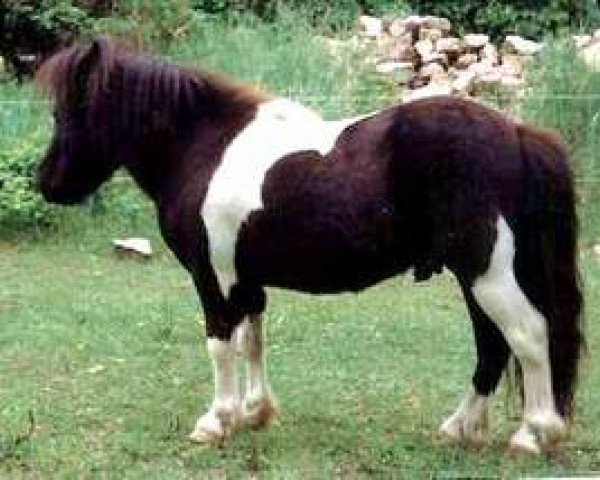 Deckhengst Borax v. Silbersee (Shetland Pony (unter 87 cm), 1994, von Balduin)