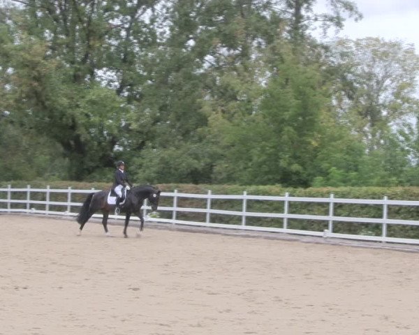 Reitturnier Müncheberg 2018