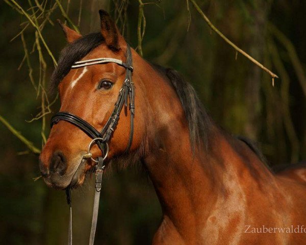 dressage horse Siemon Adina Gold (Quarter Horse, 2002, from Mayor Jessie Gold)