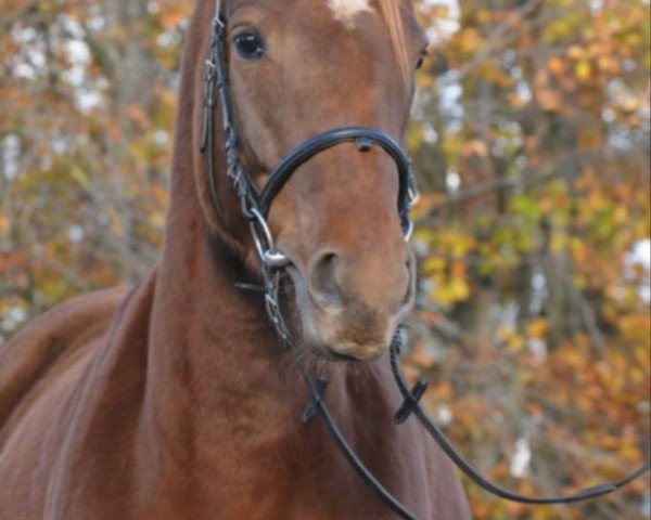 jumper Lianra (Hanoverian, 2010, from Lancier)