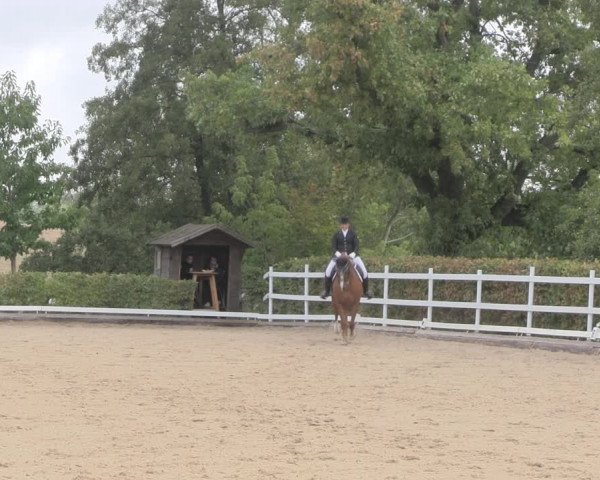 Reitturnier Müncheberg 2018