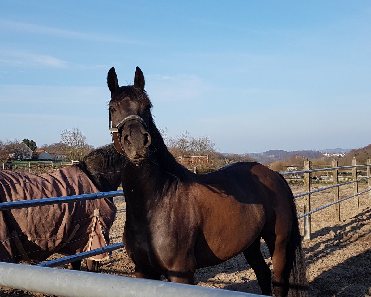 Cavallo da Dressage Darkwing Duck 4 (Westfale, 2012, di Dante Weltino Old)