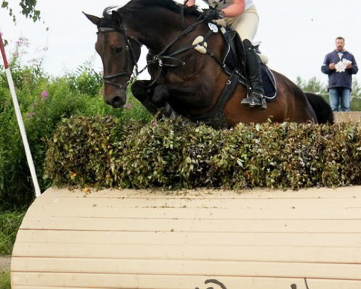 Cavallo Riga (Mecklenburger, 2006, di Rathenow)
